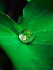 Ling Hao Qin Yuxin R