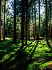 The Stand-in Wife Wa