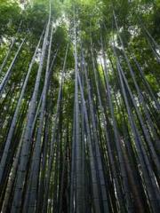 Fu Zi Mo Qin Luo Yan